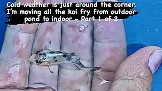 Cold weather is coming, I&rsquo;m moving all the koi fry to indoor - Part 1 of 2 #bigdvsfish #koi #koifry