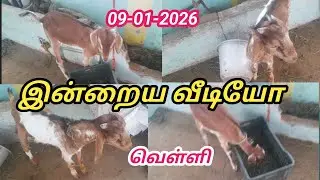 09-01-2026 Today's video 🐐