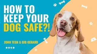 Theives know how to steal your dog. How to stop dog thefts.