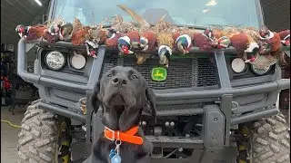 Pheasants,Paragliding&Farming in rural Minnesota. October 2023