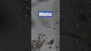 Dileptus ciliate under the microscope 🔬#microscopy #ciliate #pondlife #microbiology