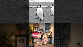 Why Penguins Think We&rsquo;re Penguins?