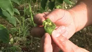 Le mini-kiwi, le nouveau fruit des &eacute;tals de l'automne