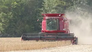Soybean Harvest 2020 | Case IH 2388 Harvesting Soybeans | Ontario, Canada