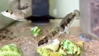 F1 Lamprologus meleagris Bilila Island