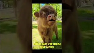 Cutest Baby Cow Mooing Compilation 🐂🤔#shorts #youtubeshorts #ytshorts