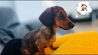 Первый день щенка таксы дома – Передозировка милоты! 🐾❤️