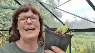 Bloemkool oogsten en bieslook vermeerderen #18