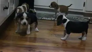 Beagle Mix Puppies For Sale