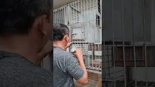 panen telor Kakatua (cockatoos). salam lestari. ETbf