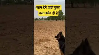 #rottweiler #pitbull #germanshepherd #dog #viral #gsds #germanshepheard #bulldog #marwadi #puppy