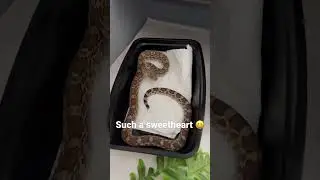 Gopher snake jump scare #gophersnake #snake
