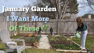 January Flower Garden | Flowers & Plants I’d Choose Again | Zone 8B Flower Garden
