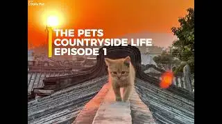 The pets' countryside life you may not know | EP1