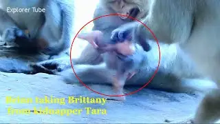 Very pity monkey Brinn is biting by nasty Chris & baby Brittany is kidnapping & dragging by Tara.