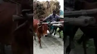 Cow cart ride in evening time #cowcart #shortvideo #viralshorts