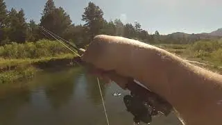Brook Trout on a dry fly, west fork of the Carson River