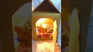 Beautiful Cat House 🐱 | Animal House 🏠 | Funny DIY #cat #persian #house #funny #diy #ytshorts