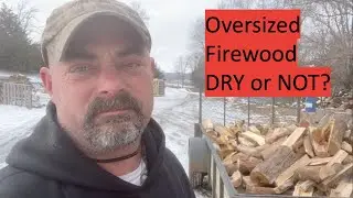 Standing dead firewood looks dry, is it?  #firewood #woodworking #work