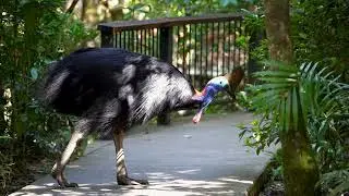 Daintree Discovery Tours -  4k Video