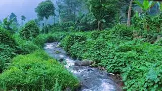 Drift to Sleep with Soft Stream Water in a Peaceful Nature Setting