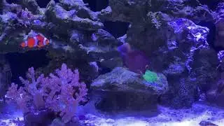Kole tang and blue tang together