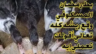 بط رمضان عمر شهرين وقع ريشه كله 😱😱هقولك علي خلطه تطلع الريش في أسرع وقت ونحافظ ع الوزن والتحويل 