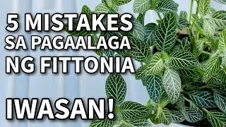 5 MISTAKES SA PAG-AALAGA NG FITTONIA | Nerve Plant Care Tips for Beginners