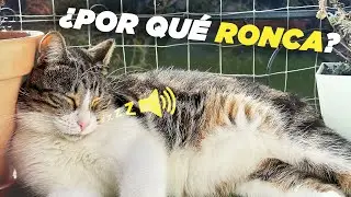 GATOS QUE RONCAN 😼😴 ¿Es normal? 🔊 | Todo lo que necesitas saber sobre el ronquido felino