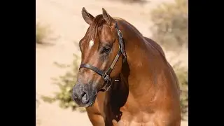 2021 Gelding - LG Spook Dunit Again, offered for your consideration