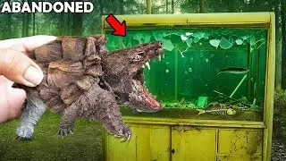 Rescued an Abandoned Alligator Snapping Turtle From a Forest Aquarium