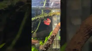 Amazing Fish Experience😍 #bettafish#aquarium#aquascape#fishtank#shrimp#fish