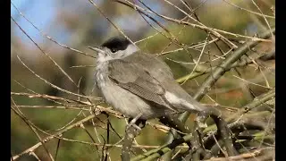 Pěnice černohlavá, Eurasian blackcap, Mönchsgrasmücke, Kapturka, Zwartkop