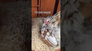 Broody hen /murgi#petsandanimals #broodyhen