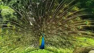 Original video wild Peacock Hypnotic Display &mdash; Nature&rsquo;s Most Magical Courtship Dance (Real Sounds)