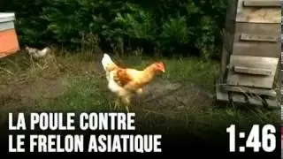 La solution contre le frelon asiatique: les poules