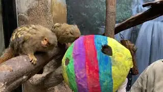 Enrichment for our Little Monkeys