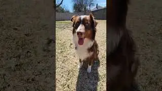 CollieBall - Original Herding Ball for Dogs