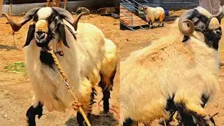 Biggest BAKRA Farms | Tamil Nadu | BAKRA Exotic |RetteriGoatMarket 25 Vlogger #goat #sheep #farming 