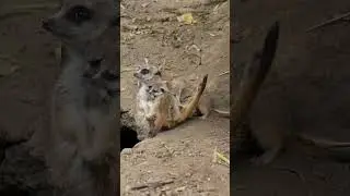 The meerkat mob is about to make you an offer you can't refuse.