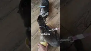 Otterly Hilarious & Too Cute to Handle! 🦦💫 #animals #cuteotter #funnyanimals