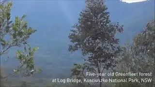 Beautiful replanted forest near Mt. Kosciuzsko