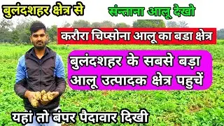 आलू का सबसे बड़ा क्षेत्र है करौरा बुलंदशहर // Santana आलू देखो कैसा है // real farmer education