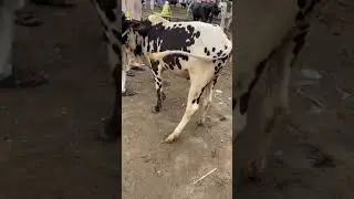 🔴 Janwar Official | Kharian Mandi | Bull for Eid | Beautifull Bulls | Beautiful Cows #Shorts