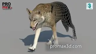 Animated Red Wolf 3D Model for Games, VR & CGI | PROmax3D