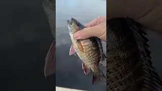 Mangrove snapper ￼