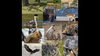 Laura Stansfield Photography - Wildlife 2025