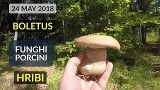 Grande Porcini MAGGIO; Boletus MAY Mushrooms: Fungi Porcini, Hribi, Chanterelle