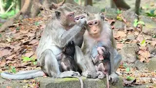 Juliana monkey family was take care of healthy by Nanda monkey