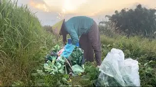 Cutting Cabbage Sprouts for Dinner | Sùng Thị Dinh |